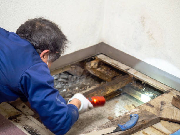 Trusted Westmont, CA Mold Removal Experts