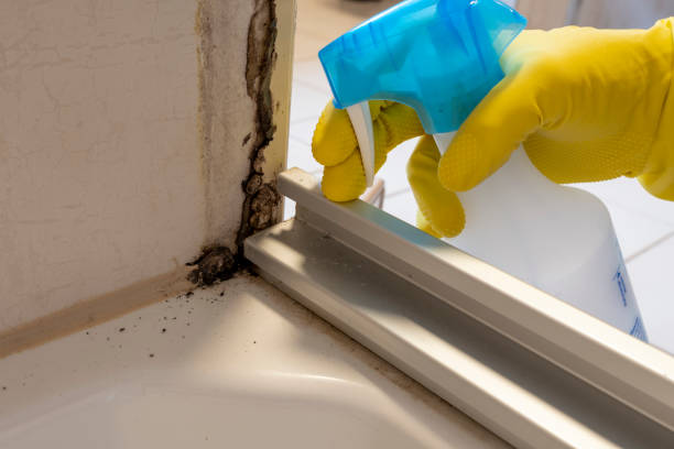 Mold Testing and Removal in Westmont, CA