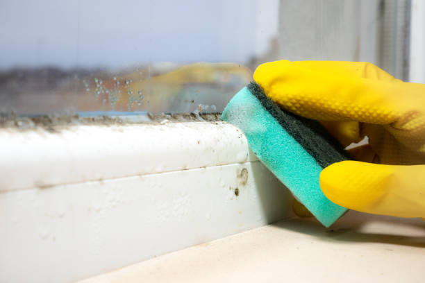 Best Office Mold Removal Services  in Westmont, CA
