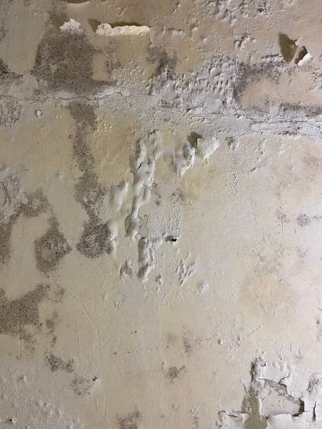 Office Mold Removal Services in Westmont, CA