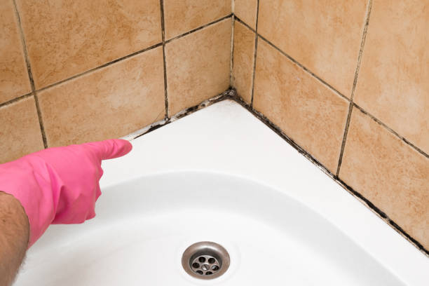 Mold Removal and Inspection in Westmont, CA