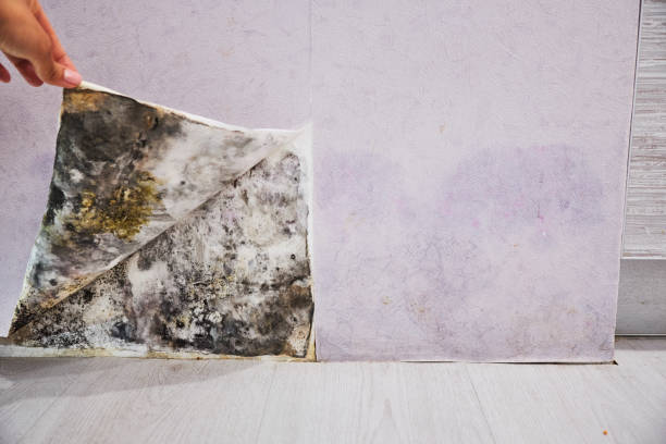 Best Home Mold Removal  in Westmont, CA